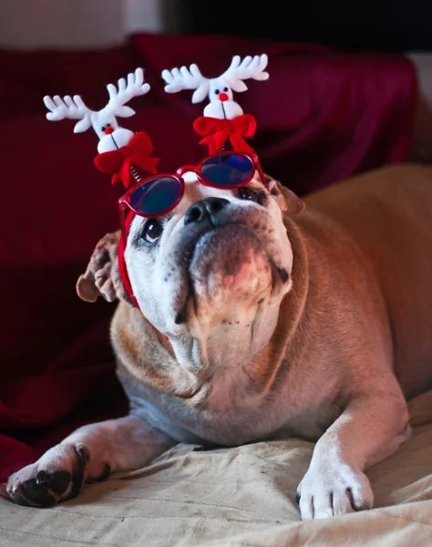 Kerstmis bulldog — Stockfoto