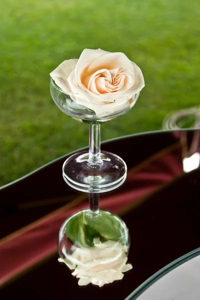 A white rose in champagne glass — Stock Photo, Image