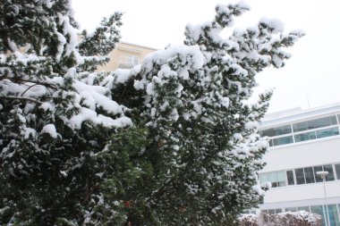 Helsinki parkında kar ve kış zamanı