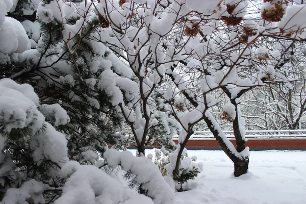 Snow Winter Time Park Helsinki — Stock Photo, Image