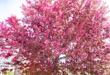 Pembe çiçekli elma ağacı. İlkbaharda çiçekler açtı. Arka planda gri binalar var. Gökyüzü açık mavi.