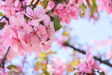Pembe çiçekli elma ağacı. İlkbaharda çiçekler açtı. Arka planda gri ve mavi gökyüzü var. Gökyüzü açık mavi
