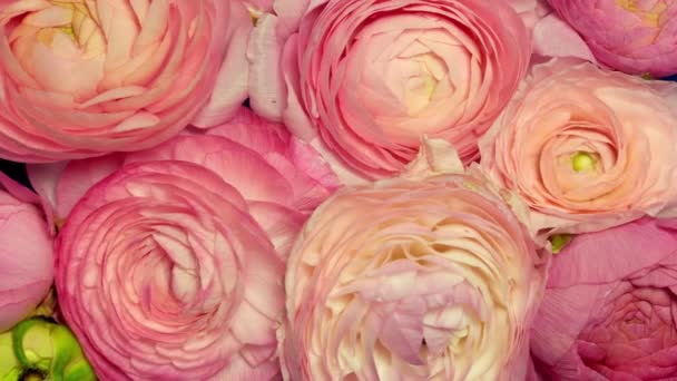 Ρομαντικό Ανθισμένο Φόντο Λουλουδιών — Αρχείο Βίντεο