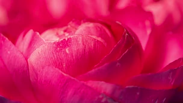 Primer Plano Flor Rosa — Vídeo de stock