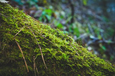 Ağaç gövdesi yosunla kaplı..