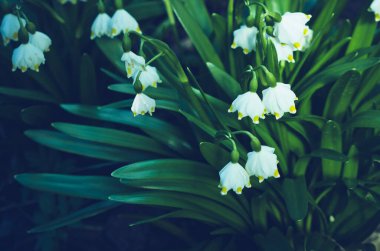 İlk bahar çiçekleri.