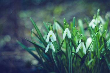 İlk bahar çiçekleri.