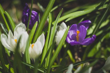 Bahar çiçekleri. Crocus vernus.