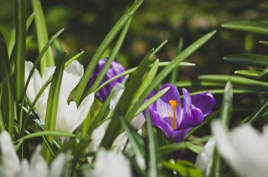 Bahar çiçekleri. Crocus vernus.