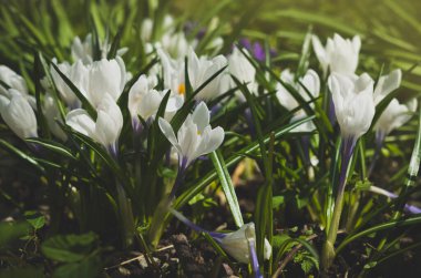 Bahar çiçekleri. Crocus vernus.