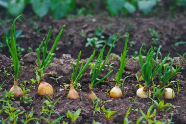 Bahçede soğan yetişiyor.