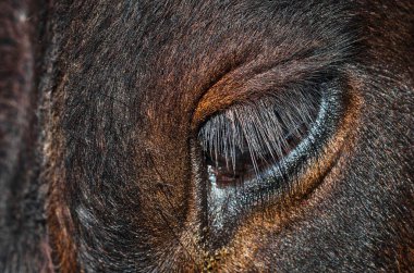 Cow eye, long eyelashes, close-up.