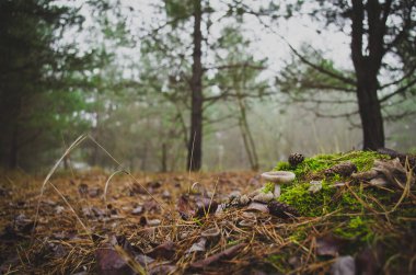 Çam ormanında mantarlar.