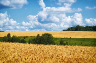 Tarım arazisi. Buğday hasadı ve bulutlu gökyüzü.