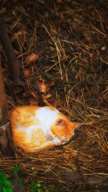 Red cat sleeping on the hay. Beautiful Rural Photo.