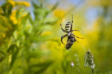 Örümcek - Argiope bruennichi, Örümcek-eşekarısı ve onun avı.