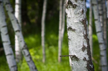 Genç huş gövdeleri. Arkaplan resmi.