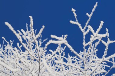 Buzlu ağaç dalları