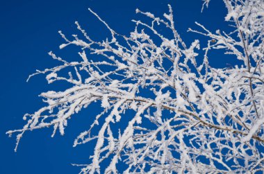 Buzlu ağaç dalları