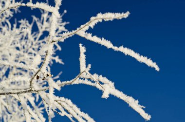 Buzlu ağaç dalları