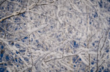 Buzlu ağaç dalları