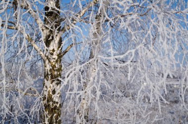 Buzlu ağaç dalları