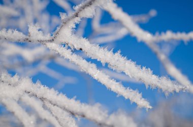 Buzlu ağaç dalları