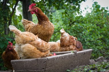 Kızıl tavuklar besleyiciden buğday tanelerini gagalar..