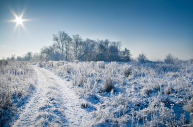 Tarla ve ağaçlar donla kaplı..