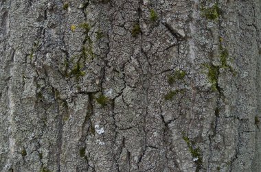 Ağaç kabuğu dokusu - Rowan gövdesi, orman, doğa, gri ton