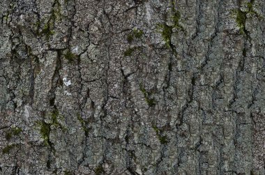 Ağaç kabuğu dokusu - Rowan gövdesi, orman, doğa, gri ton