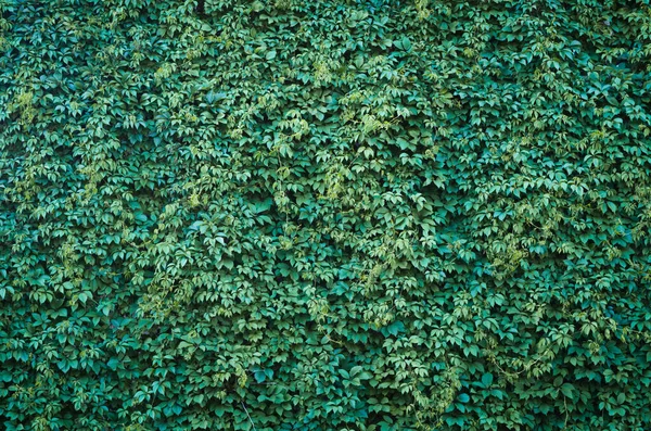 Wild grapes, building wall green background.