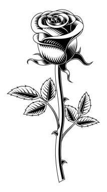 Gül çiçeği, beyaz arkaplanda izole edilmiş..