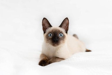 Güzel beyaz bir kedi arka planda yatar ve dinlenir..