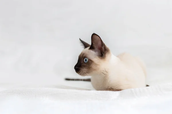 Tajski Kot Leży Białym Tle Patrzy Bokiem — Zdjęcie stockowe