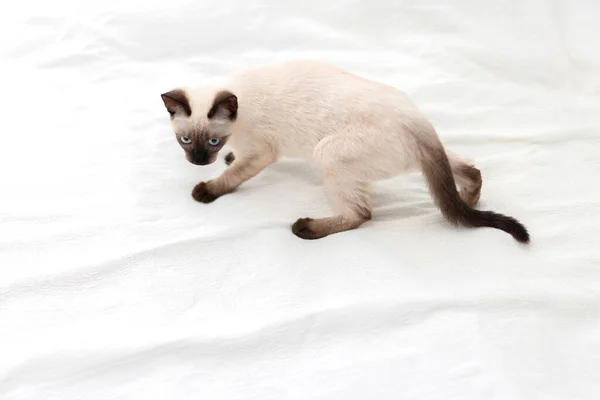 Playful Kitten Played White Background Domestic Pet Cat — Stock Photo, Image