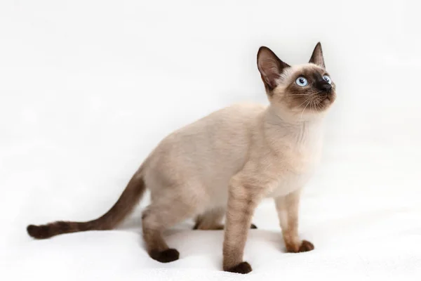 Cat Preparing Jump Photo White Background — Stock Photo, Image