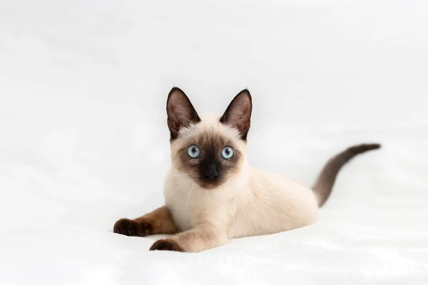 Kitten Played White Background Pet — Stock Photo, Image