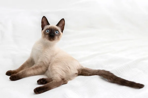 Cat Lies White Background Pet Strange Positions — Stock Photo, Image