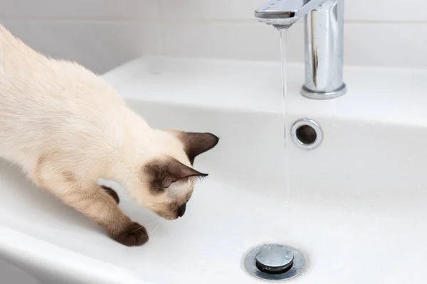 The cat climbed onto the bathroom sink. Hygiene and cleanliness concept.