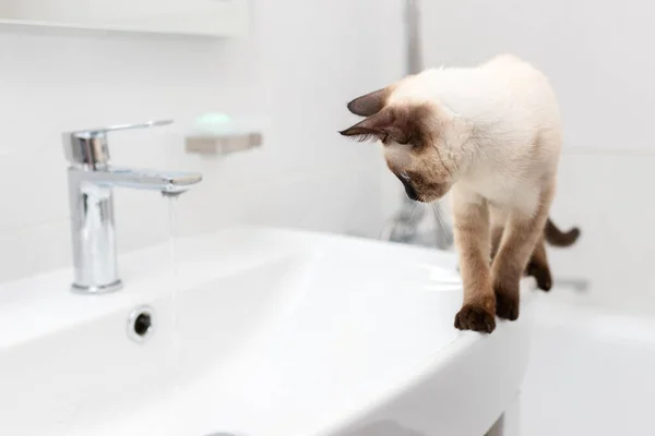 浴室の猫は水が走るように見える ペットの世話や世話をする ロイヤリティフリーのストック写真