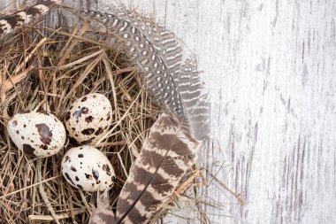 Nest with quail eggs and feathers on wooden table. Copy space, template