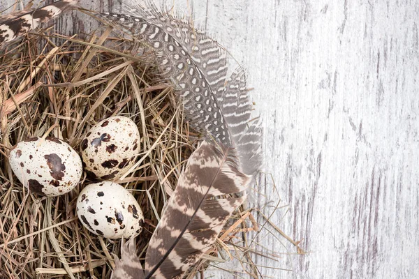 Nest Quail Eggs Feathers Wooden Table Copy Space Template — Stock fotografie