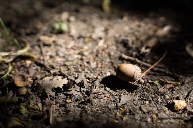 Doğanın sonbahar arkaplan resmi ürkütücü ve gizemli bir atmosferi olan bir palamut üzerine odaklanmış..
