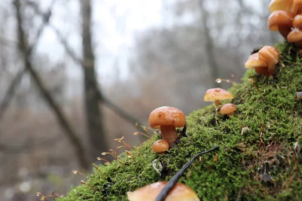 Flammulina Velutipes Winterwald — Stockfoto