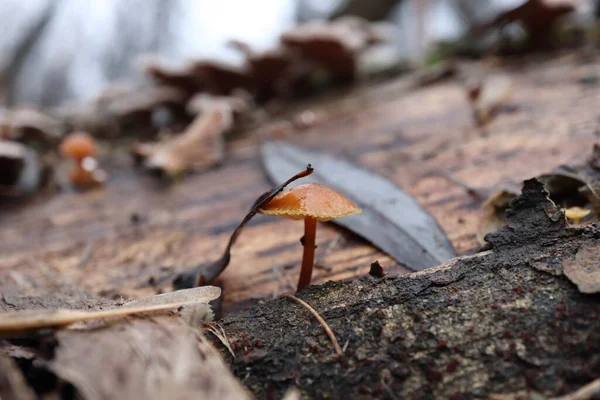 Enoki Mushroom Winter Forest — Stock Photo, Image