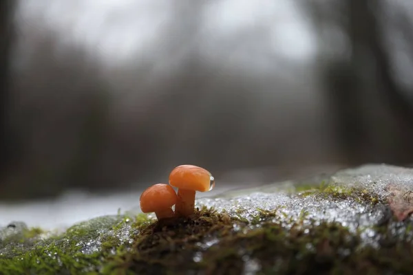 Гриб Энокитакэ Зимнем Лесу — стоковое фото