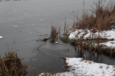 Aralık ayında donmuş nehir kıyısı ve sazlıklar