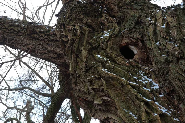 Hollow Tree — Stock Photo, Image