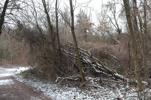 Deadwood Nella Foresta Invernale — Foto Stock